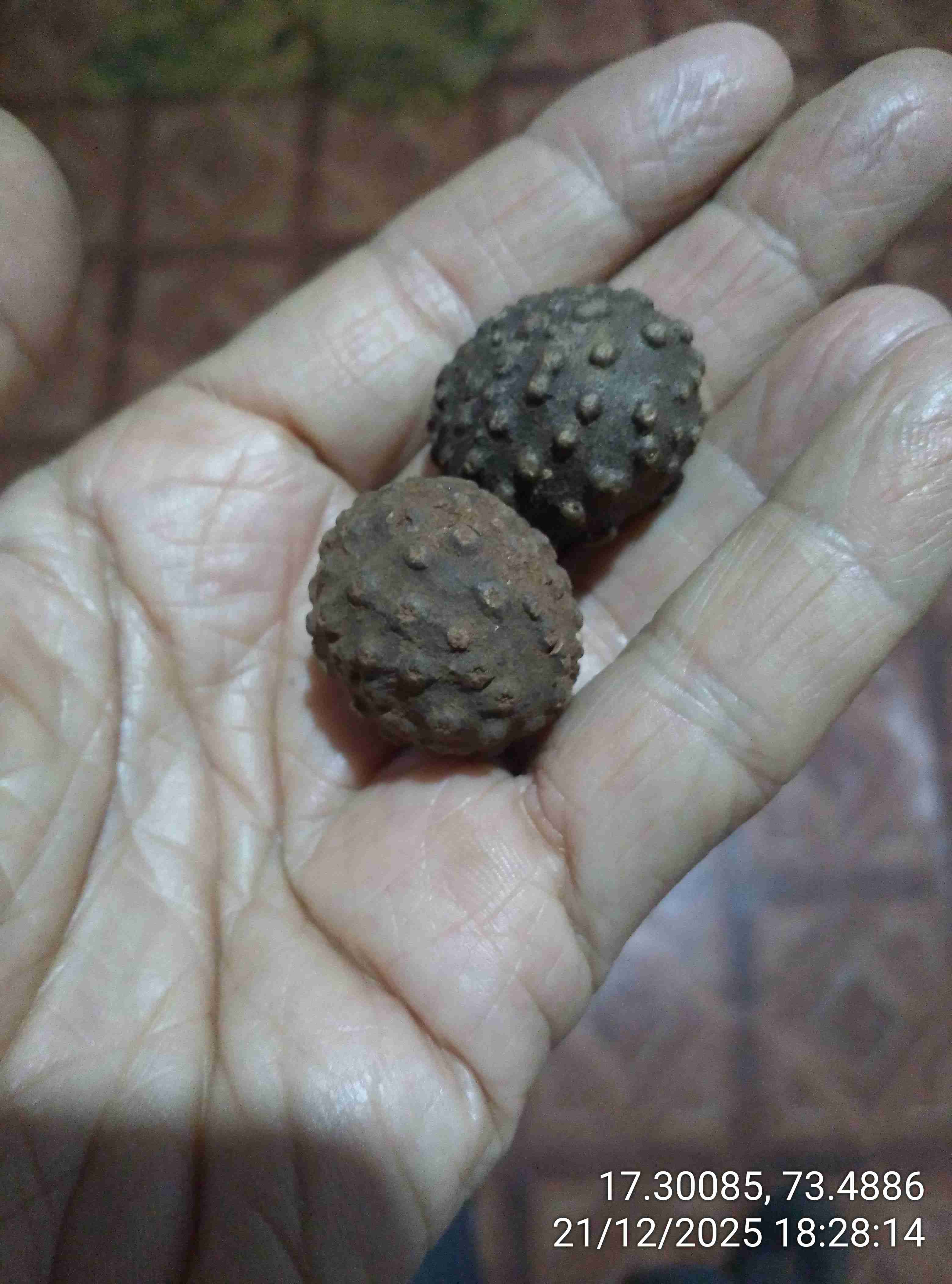 कडु करंडा