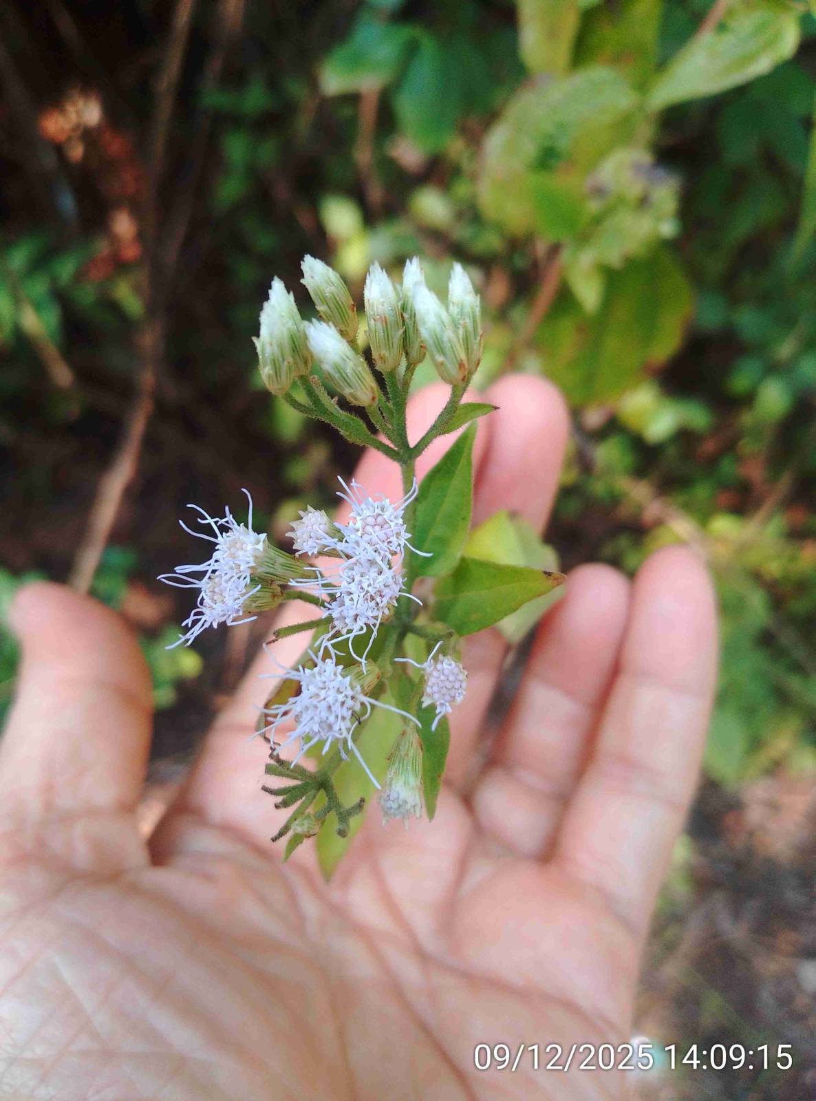 Chromolaena_odorata_तीव्रगंधा