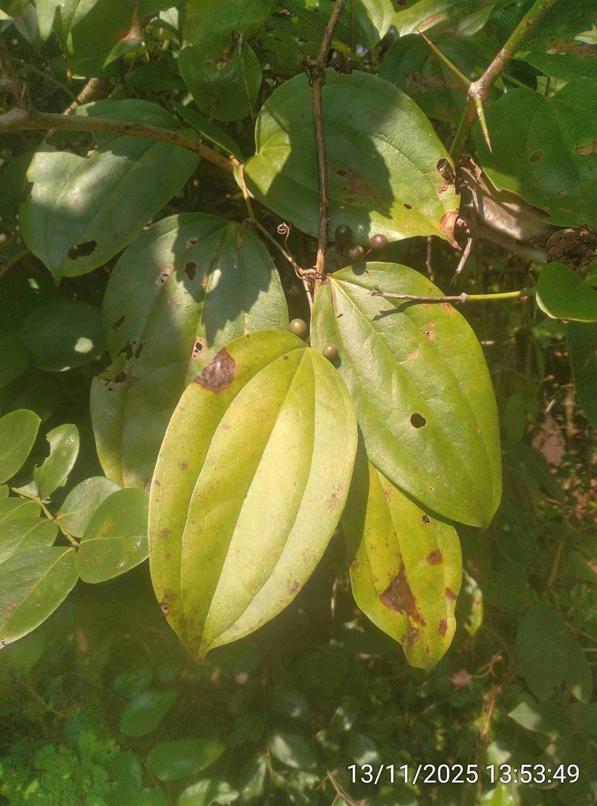 दालचिनी