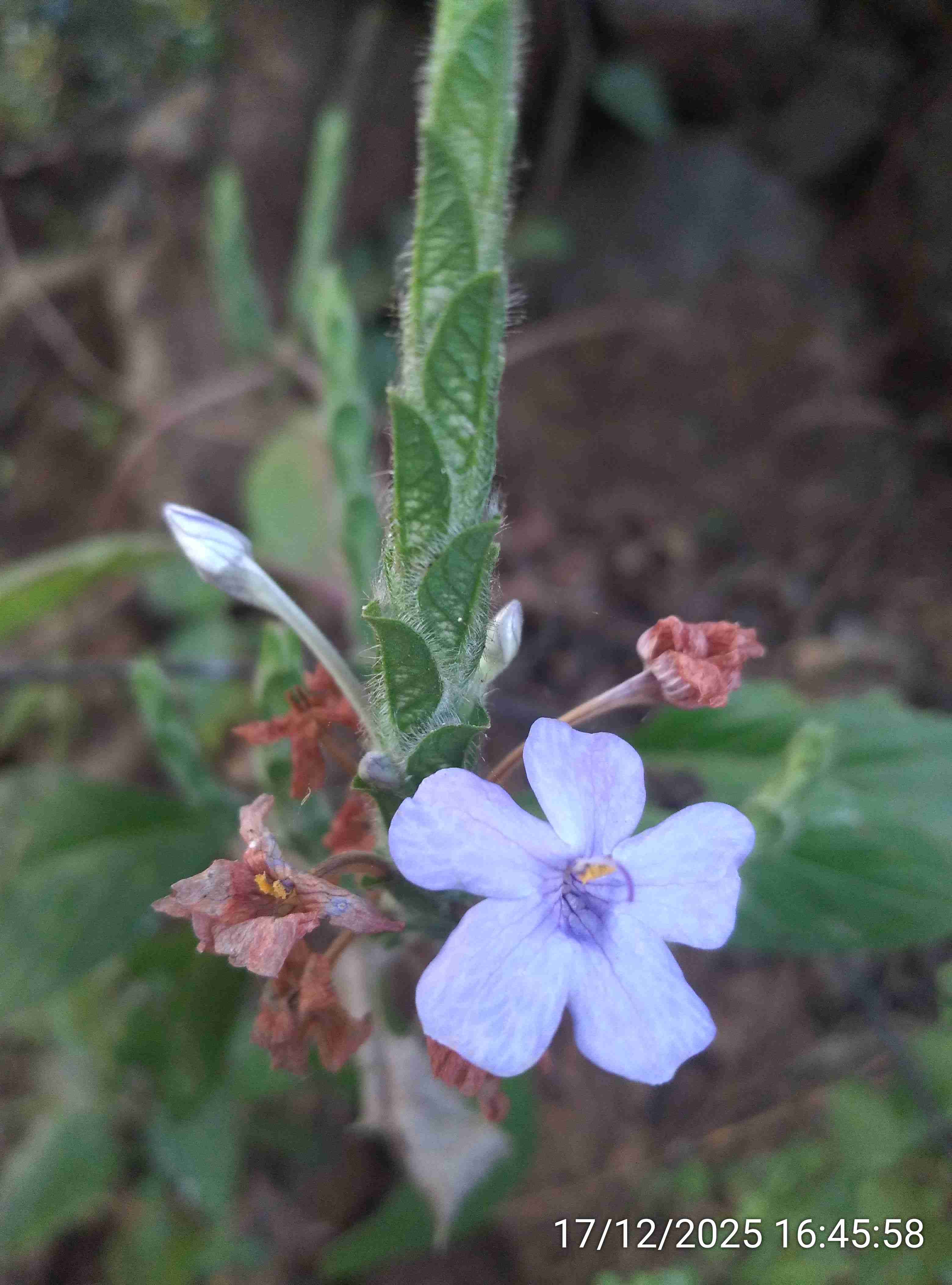 रान आबोली