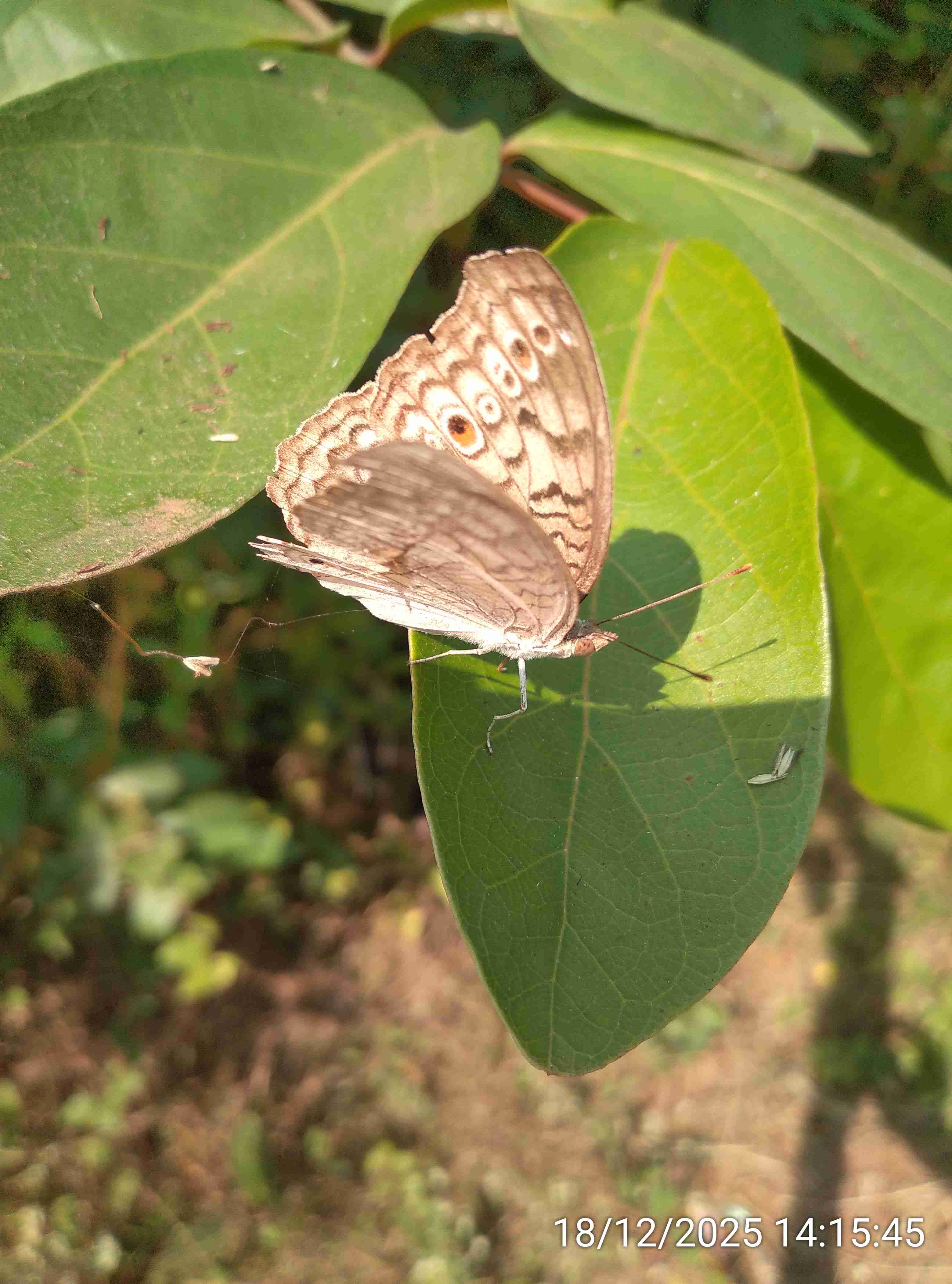 राखी भिरभिरी