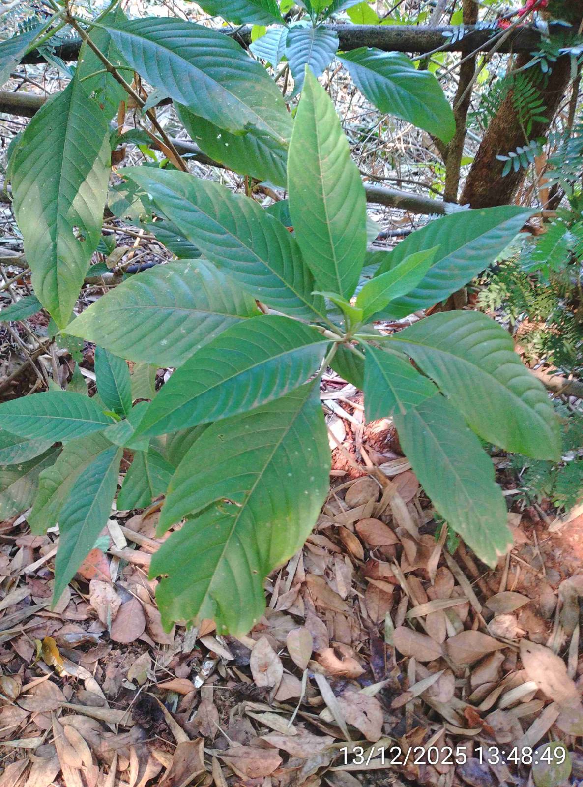 Adulsa Plant