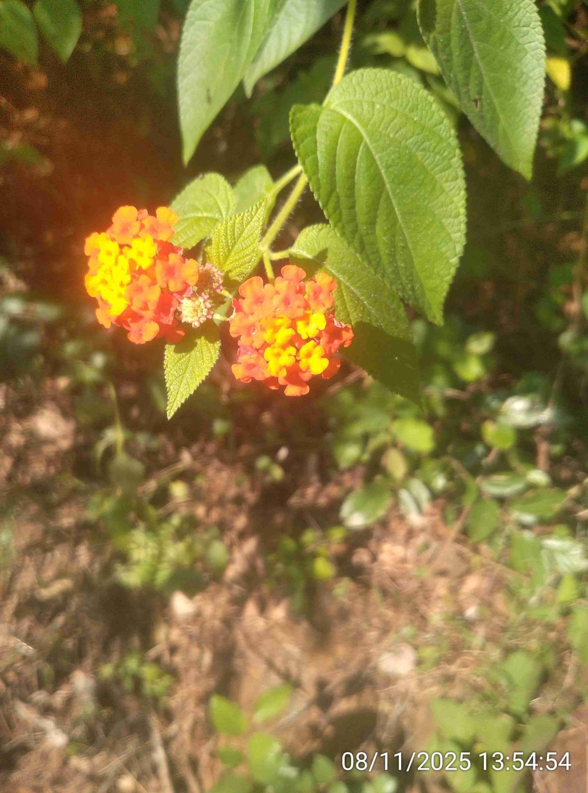 घाणेरी-टणटणी