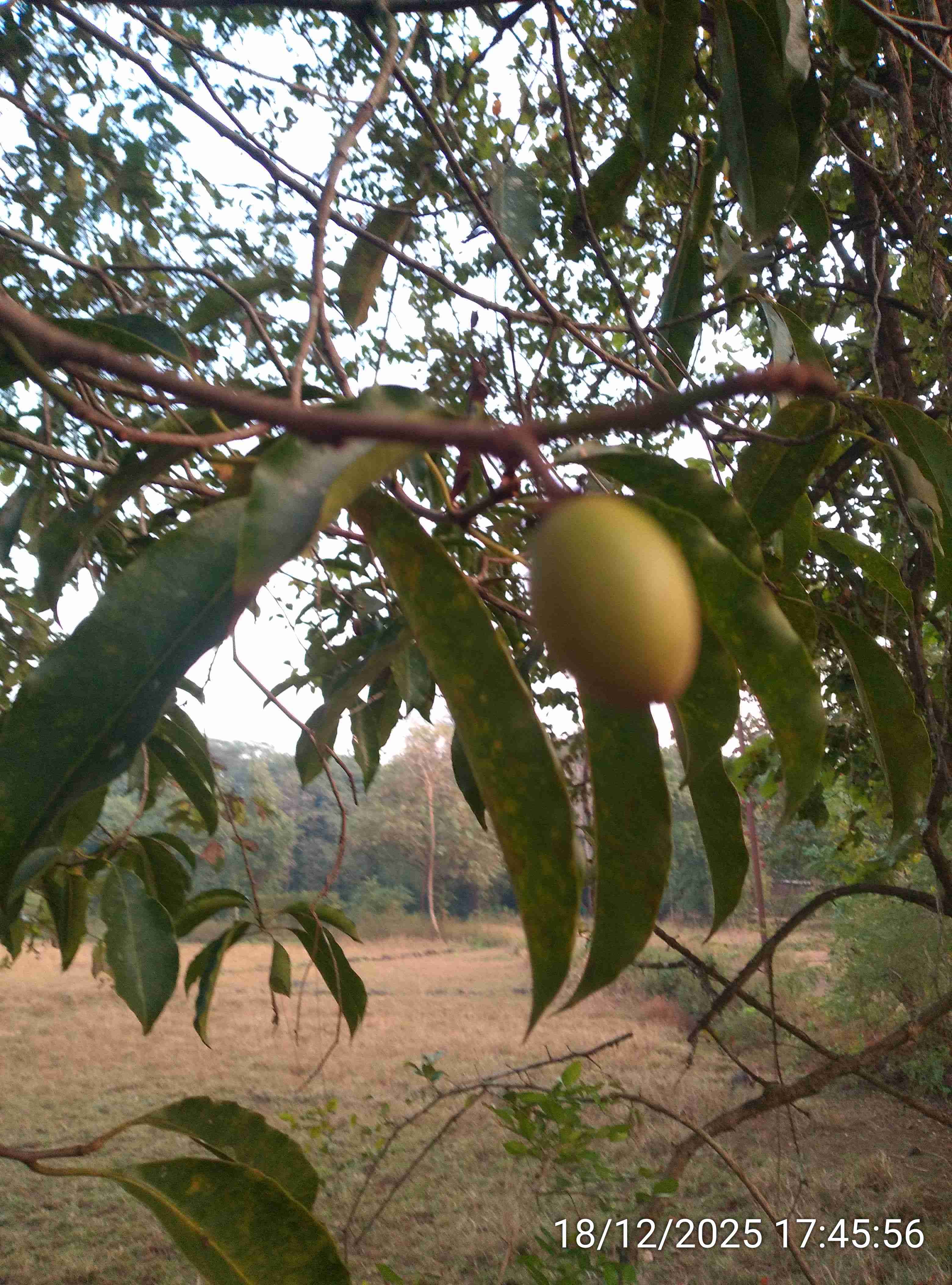 बकुळ