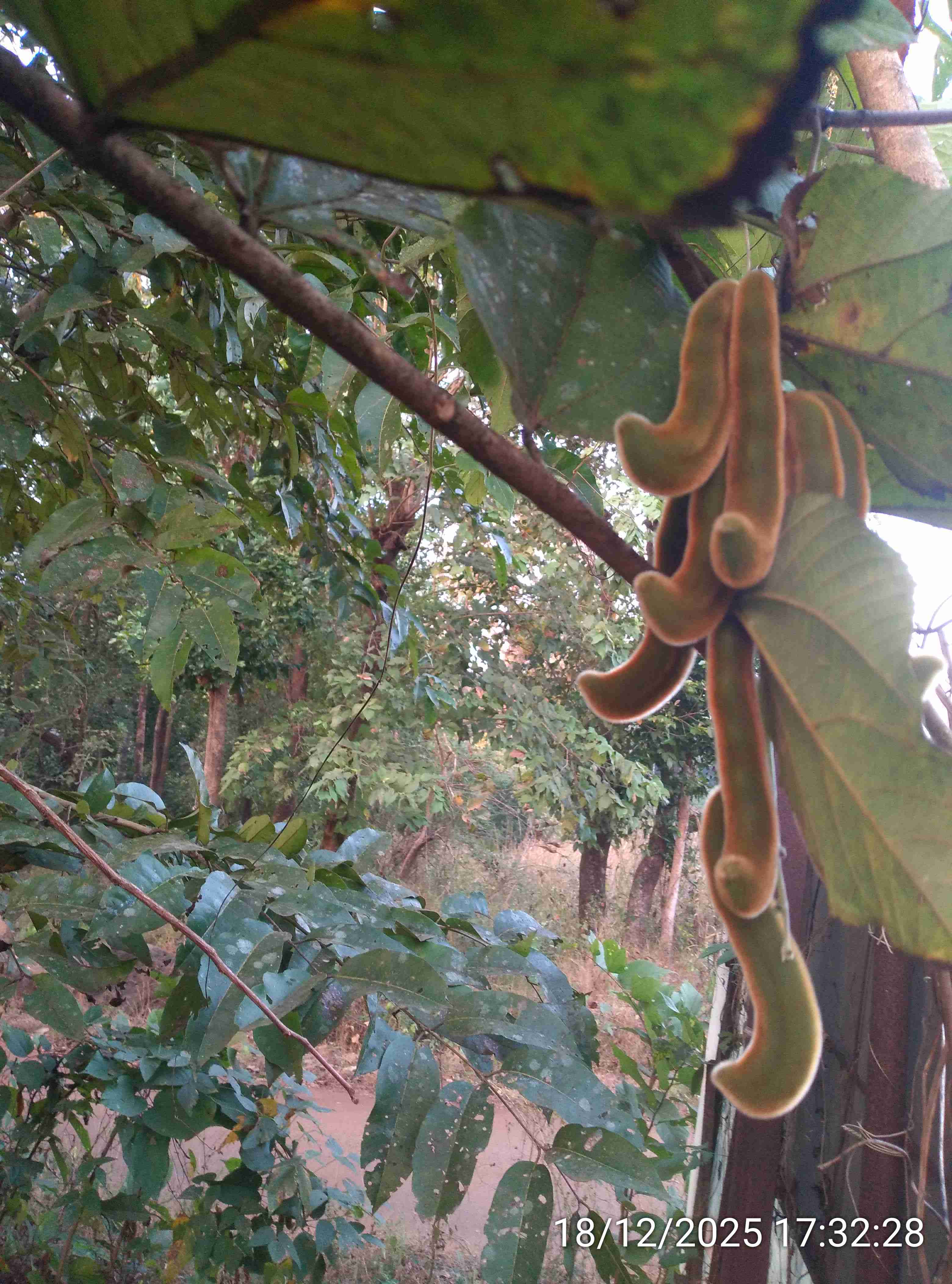 खाजकुयली