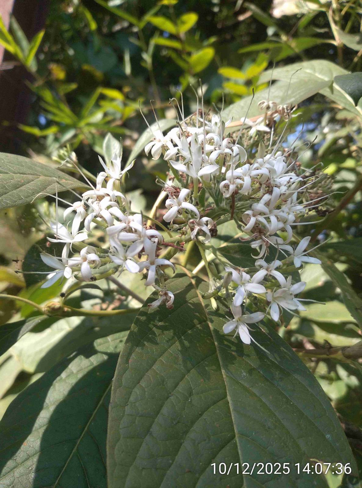नाडुकली