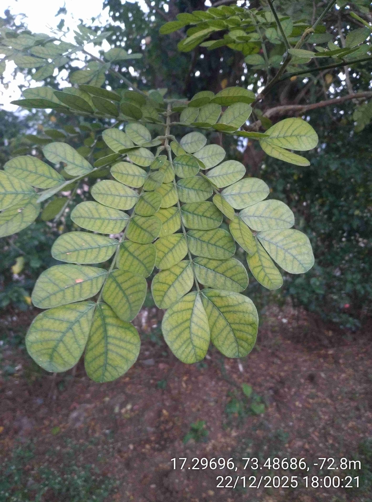 पर्जन्य वृक्ष