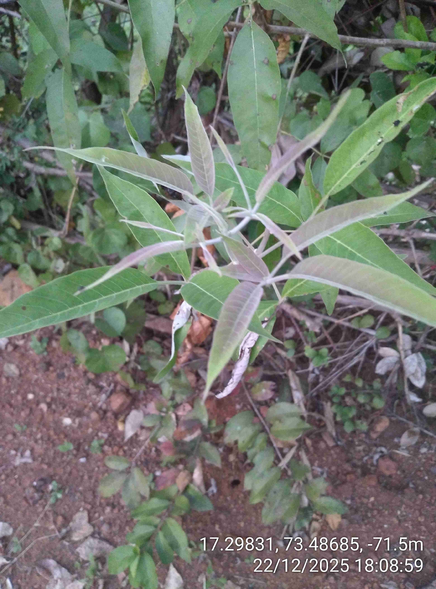 निर्गुडी