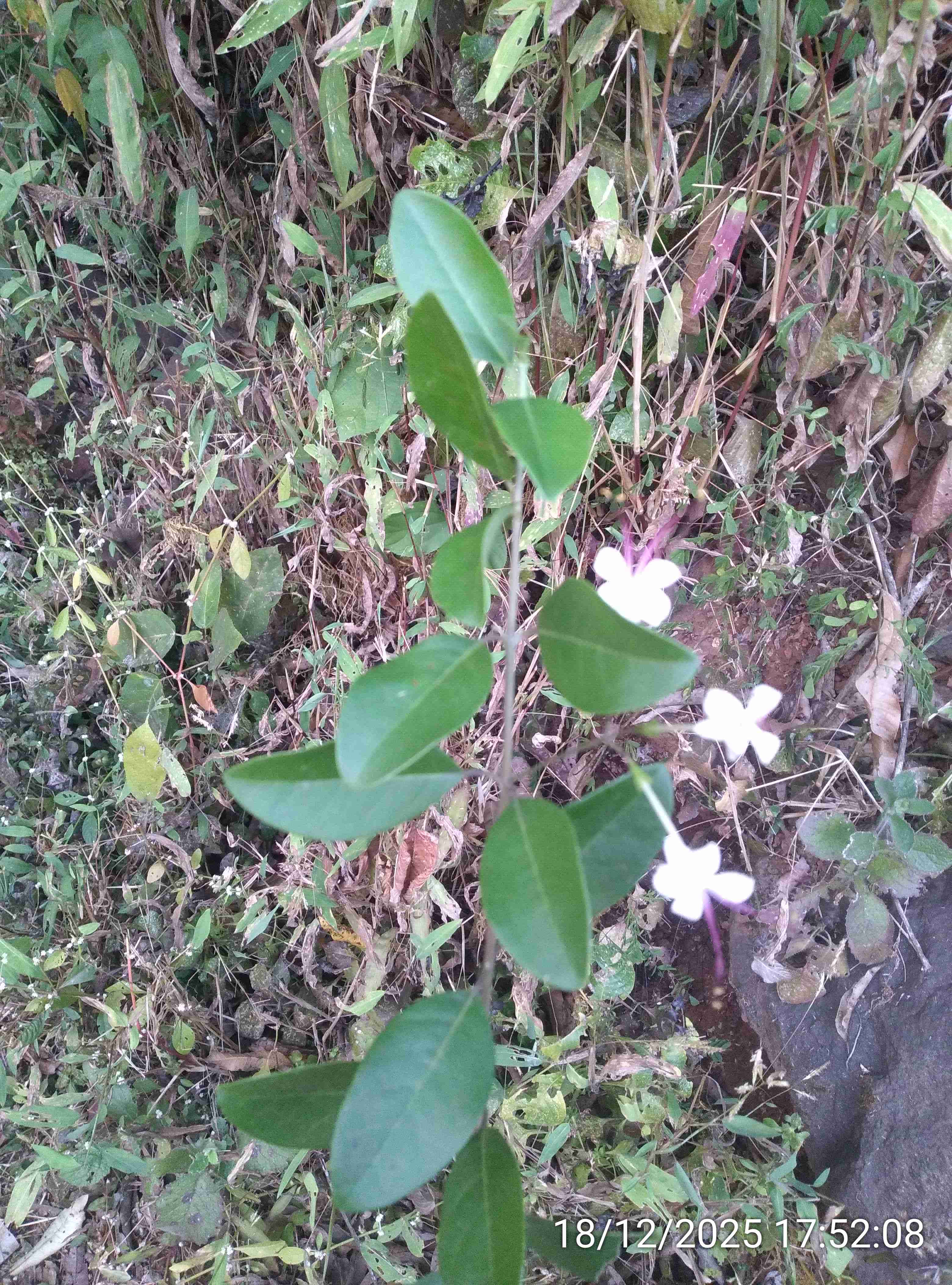 वनजाई