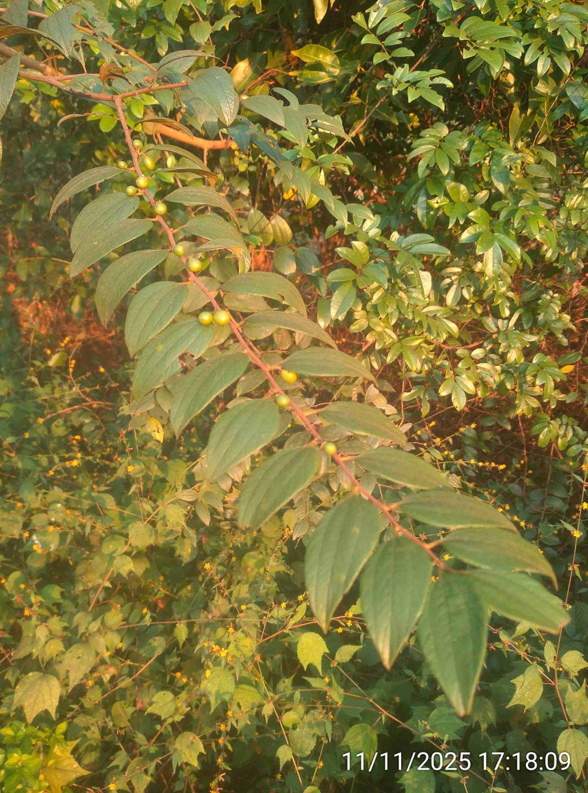येरूणी